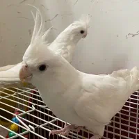 عروس هلندی آلبینو|پرنده|شیروان (خراسان), |دیوار