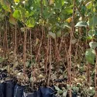 نـهـالهـای استاندارد / باردهی واقعی|خدمات باغبانی و درختکاری|کرج, کرج نو|دیوار