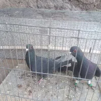 کبوتر کلاغ|پرنده|رفسنجان, |دیوار