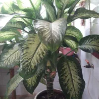 گل دیفن بسیار زیبا