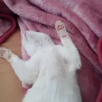 واگذاری گربه|گربه|زنجان, |دیوار