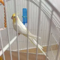 عروس طوطی|پرنده|مرند, |دیوار