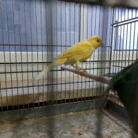 قناری ماده سوپر لیمویی آماده