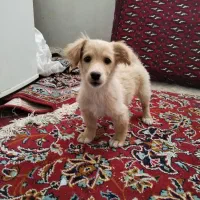 توله سگ آپارتمانی نر