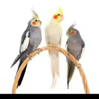 عروس هلندی پیدا شده