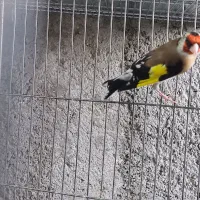 تعداد 18تا سهره