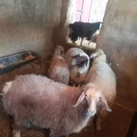 فروش کاور|حیوانات مزرعه|ایوان, |دیوار