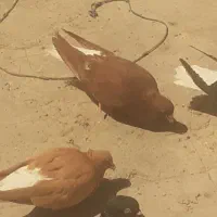 جفت دم سفید