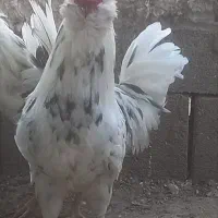 مرغ گلین