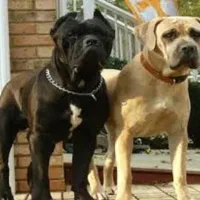 ماده کنکورسو توله مشکی و بولو و ببری