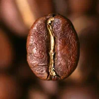 آموزش کافی شاپ / باریستا|خدمات آموزشی|یزد, |دیوار