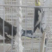 عروس هلندی جفت همراه قفس