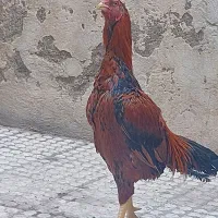 خروس لاری|حیوانات مزرعه|بومهن, |دیوار