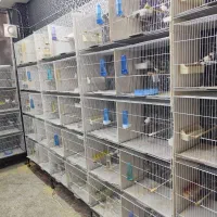 جوجه پارسون|پرنده|ری, دولت‌آباد|دیوار