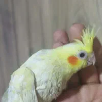 تخفیف ویژه انواع پرنده زینتی|پرنده|هشتگرد, هیو|دیوار