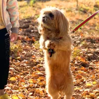 سگ خانگی باهوش|سگ|اسلام‌‌آباد غرب, |دیوار