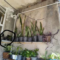 کاغذ آچار|لوازم التحریر|سرپل ذهاب, |دیوار