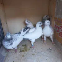 کبوتر همه یکجا به فروش می‌رسد