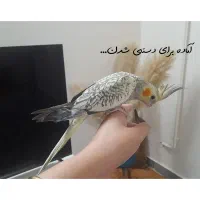 عروس هلندی گلباقالی