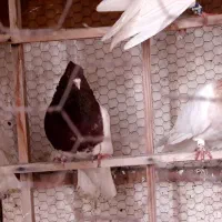 کفتر یا کبوتر