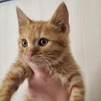 واگذاری گربه نارنجی گارفیلدی