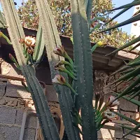 گل کاکتوس