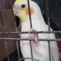 عروس هلندی لوتینو نر|پرنده|پاکدشت, پارچین|دیوار