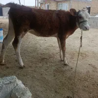 گوساله سیمینتال اصل شرابی