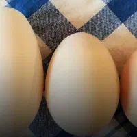 تخم مرغ وتخم غاز محلی