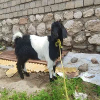 بز نر3راس