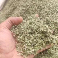 آویشن شیرازی باحال خودت و سورت صددرصد