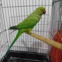 ماده ملنگو رام دستی