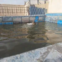 غوغاز|حیوانات مزرعه|همدان, |دیوار