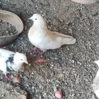 نر سفید بزرگ