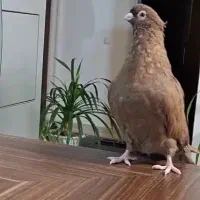 صرب نر سرخ|پرنده|فولادشهر, مسکن مهر فولادشهر|دیوار