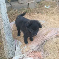 پاکوتا واگزاری|سگ|ارومیه, |دیوار