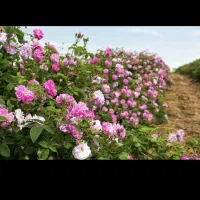 گل محمدی  عطری مخصوص گلاب قمصر کاشان به شرط|خدمات باغبانی و درختکاری|تهران, اتابک|دیوار