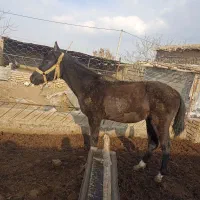 اسب|اسب و تجهیزات اسب‌سواری|سبزوار, کهنه آب|دیوار