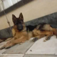 سگ ژرمن  اصلی