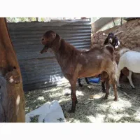 نری برای فروش فوری