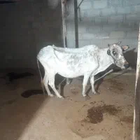 گاو و گوساله نر|حیوانات مزرعه|مهر, |دیوار