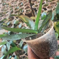 ارکیده بالغ آماده گل دهی|گل و گیاه طبیعی|تهران, شهرک چیتگر|دیوار
