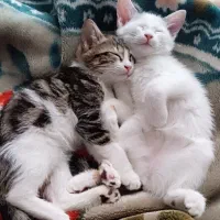 بچه گربه