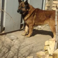 سگ ژرمن وسرابی