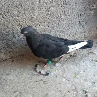 دوتا کفتر نر|پرنده|مشهد, شهرک لشکر (شهرک غرب)|دیوار