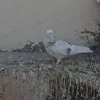 کفتر هما|پرنده|تهران, مشیریه|دیوار