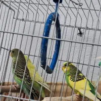 مرغ عشق زیبا