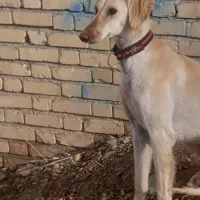 تازی ماده / تانجی