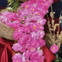 جشنواره گلاب گیری میکند جمعه 11 اردیبهشت