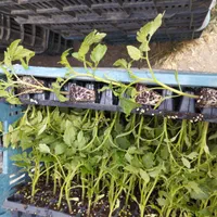 نشا گوجه|خدمات باغبانی و درختکاری|مرودشت, تخت جمشید|دیوار